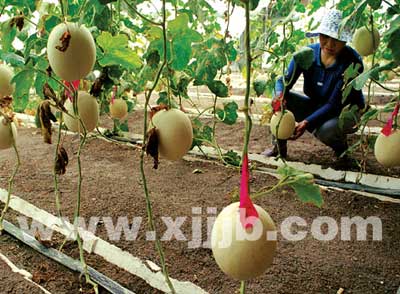 哈密市利用科技手段种植哈密瓜