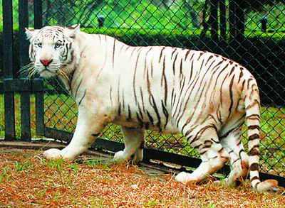 合肥野生动物园来了白老虎