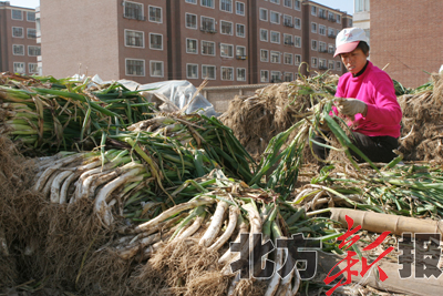 正文 冬天就要来了,呼市市民开始购买冬储菜,白菜,土豆,大葱等是