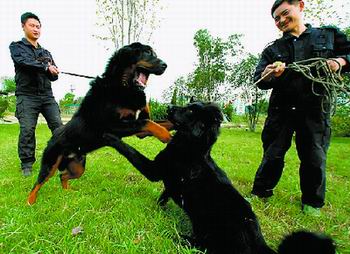 安徽省公安厅刑警总队训练神犬防暴