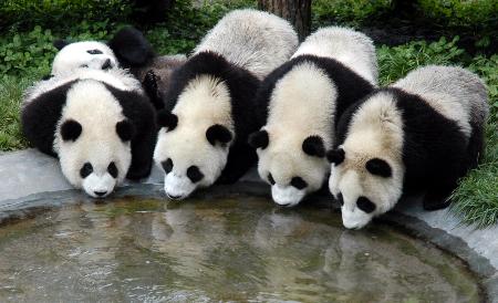 国家林业局公布11只赠台候选大熊猫基本情况