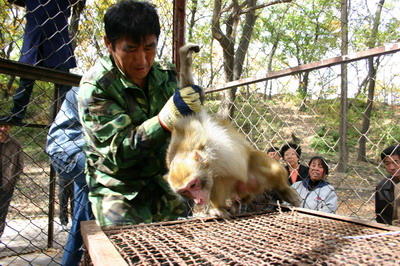 猴精猴精的就是不想回家