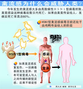 禽流感人传染人只是时间问题 全球联合起来遏