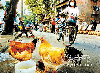 杀鸡杀鸭,横流血水污水(图)