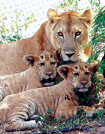 世界仅存的两只虎狮兽今天满半岁 即将破存活纪录
