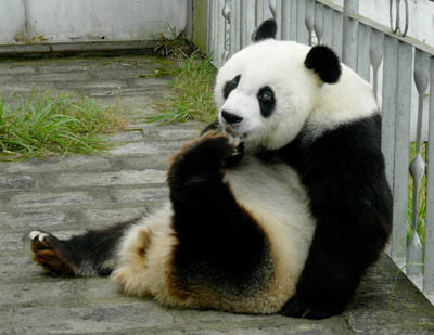 百岁巴斯下山 福州熊猫节今日开锣(图)