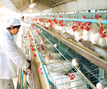 禽蛋之乡海安县对养禽户加强消毒
