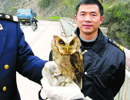 卧室里钻出一只猴面鹰