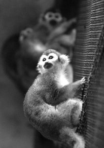 几只猴子在济南动物园温暖的环境里生活