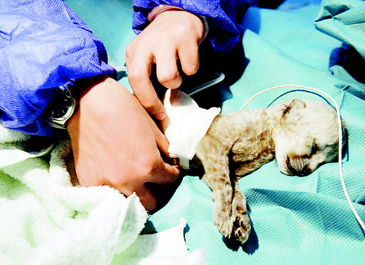 上海小猎豹肾衰竭接受透析手术(图)
