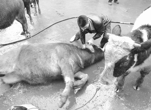 昨日,南岸4公里一屠宰点,一头被注过水的牛倒在地上 记者 唐明 摄