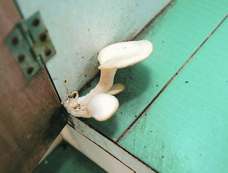 厨房长蘑菇专家建议莫吃