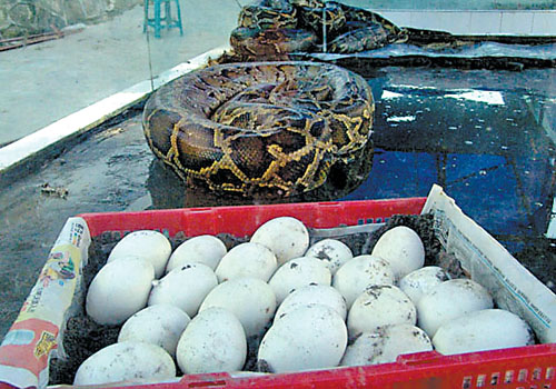 永川蛇妈妈产下43枚蛋