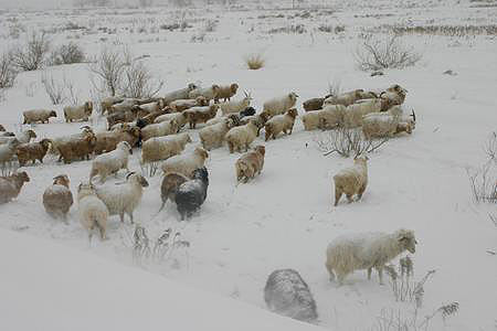 新疆阿勒泰地区降大雪积雪厚达30厘米