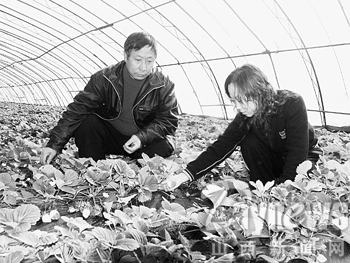 绛县卫庄镇任村农民种植草莓年纯收入两万元(
