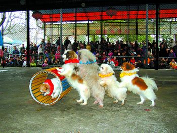 连日相对晴好的天气为市民出行提供了方便,昨日,记者在长沙各公园景区