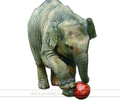 从不法分子枪下获救的亚洲小象学会踢足球(图