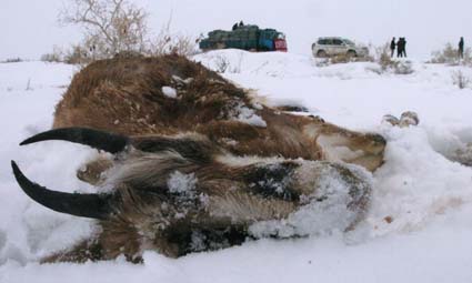 恶劣天气野生动物觅食困难 新疆鹅喉羚大批死