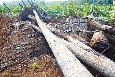 80多棵椰子树蹊跷死亡