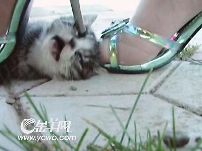 虐猫事件始末