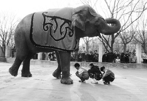 泰国大象做客淮北动物园(多图)