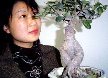重庆一位女士展示一盆酷似人体造型的盆景
