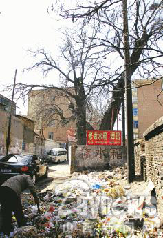 千年唐槐活在垃圾中(附圖)