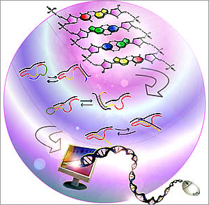 гDNA߼ŵDNA֮