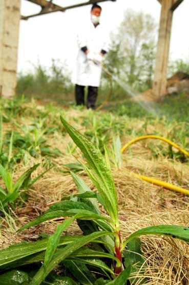 大火烧不尽 春来"一枝黄花"又复生 专家称可考虑嫁接