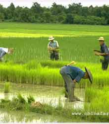 中国人均耕地面积减少到1.4亩 为世界40%