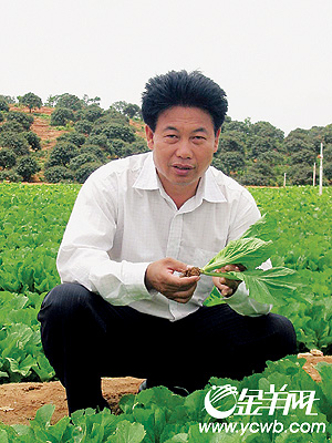 图:李华明在察看水东芥菜生长情况