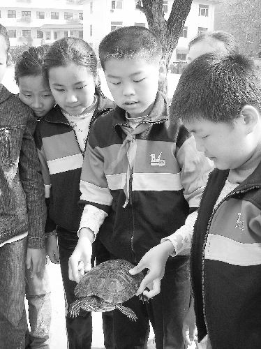 小学生发现一大型巴西龟 面对最危险的入侵种