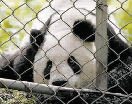 四川卧龙将圈养大熊猫放归自然(图)