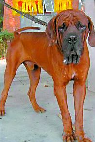 长沙城区禁养23种恶犬