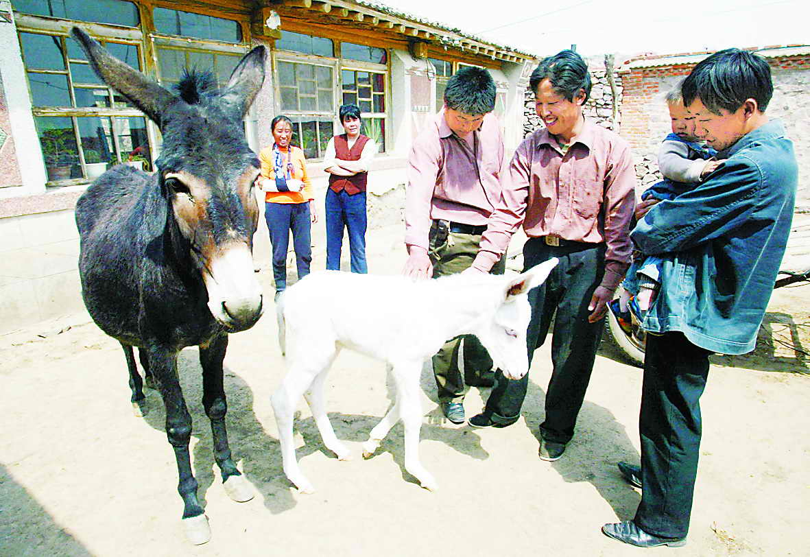 骡子与驴图片区别_驴跟骡子的区别图片_微信公众号文章