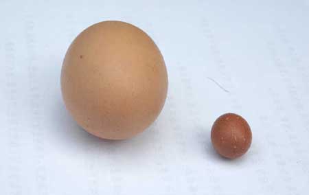 弋阳超级小鸡蛋重量仅有1.5克(图)