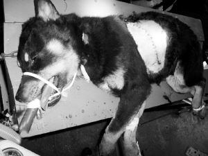 肺移植后四条实验狗全活了