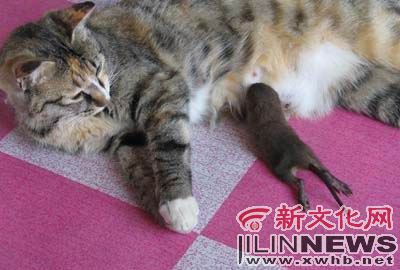 猫咪2年来专吃老鼠 却把送来的犒劳品当孩子养