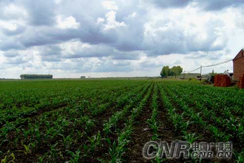 黑龙江:借助雨季采取各种措施补救干旱损失