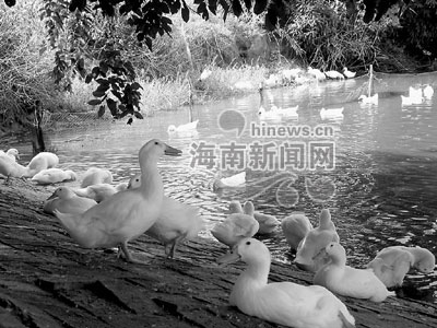 上红兴村:鱼鸭混养支撑孩子上大学
