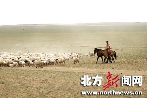 锡林郭勒盟苏尼特草原在干旱中挣扎