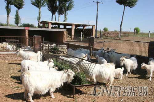 内蒙古畜牧业今年牲畜总头数超1.1亿[组图]