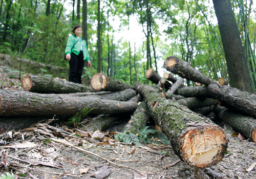 环保会市长痛忆儿时南山树被砍