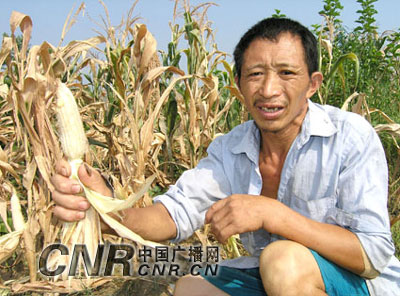 四川广安久旱成灾损失1亿 玉米颗粒无收
