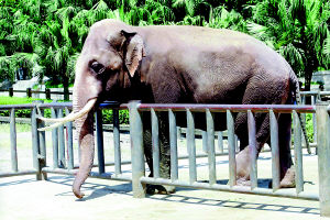 重慶動物園稱出個世界第一象