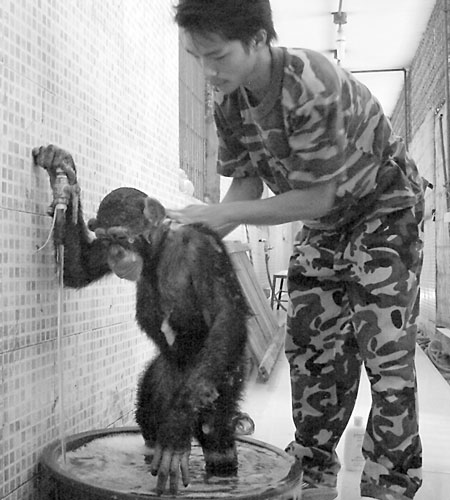 猩猩难耐高温打群架争澡堂