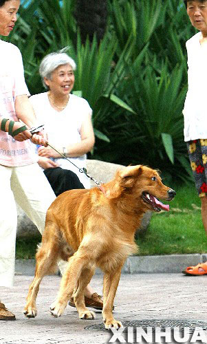 上海今年3人患狂犬病死亡 提醒市民警惕[组图]_新闻中心_新浪网