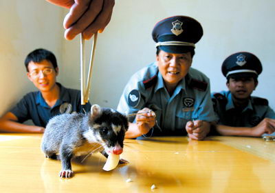 昨日,江北汽博中心,拱猪在吃水果.