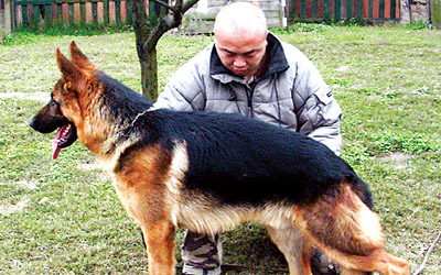 陈金飞; 马云涛和他的牧羊犬 记者 任琦 翻拍; 重庆一牧羊犬玩家状告