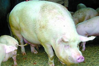 1头猪养了2年就长到700公斤